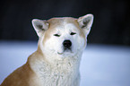 Akita Inu Portrait