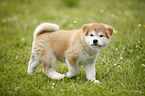 Akita Inu Welpe