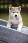 Akita Inu Welpe