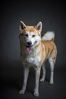 stehender Akita Inu