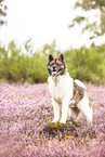 Akita Inu in der Heide