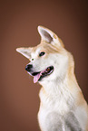 Akita Inu Portrait