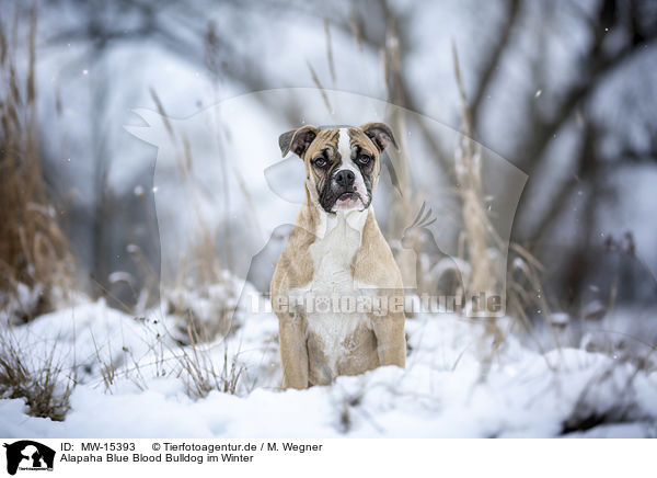 Alapaha Blue Blood Bulldog im Winter / MW-15393