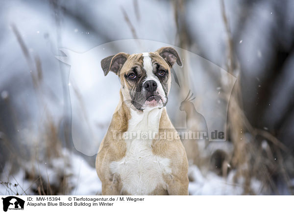 Alapaha Blue Blood Bulldog im Winter / MW-15394