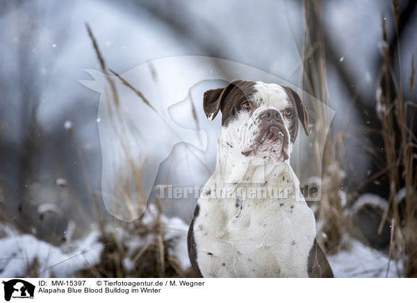 Alapaha Blue Blood Bulldog im Winter / MW-15397