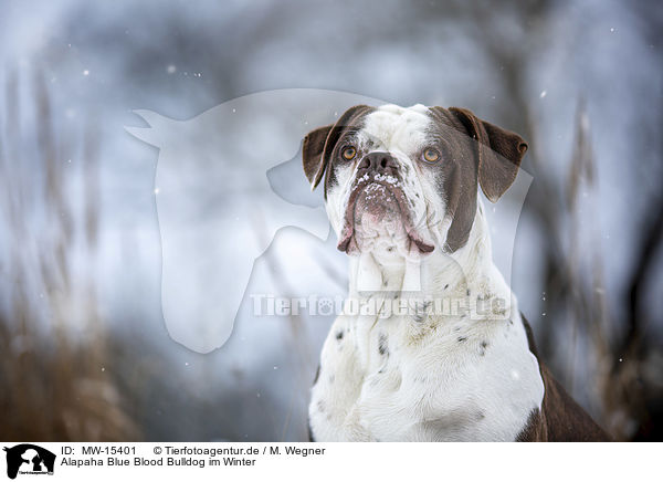 Alapaha Blue Blood Bulldog im Winter / MW-15401