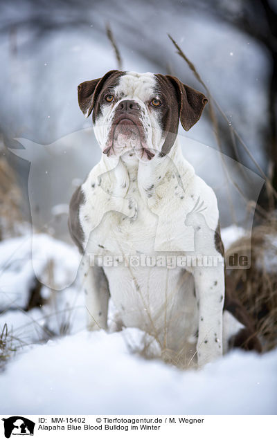 Alapaha Blue Blood Bulldog im Winter / MW-15402