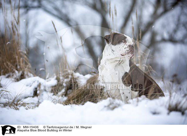 Alapaha Blue Blood Bulldog im Winter / MW-15406
