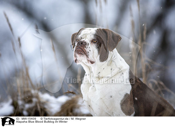 Alapaha Blue Blood Bulldog im Winter / MW-15409