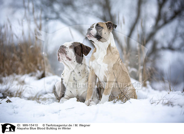 Alapaha Blue Blood Bulldog im Winter / MW-15410