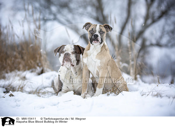 Alapaha Blue Blood Bulldog im Winter / MW-15411