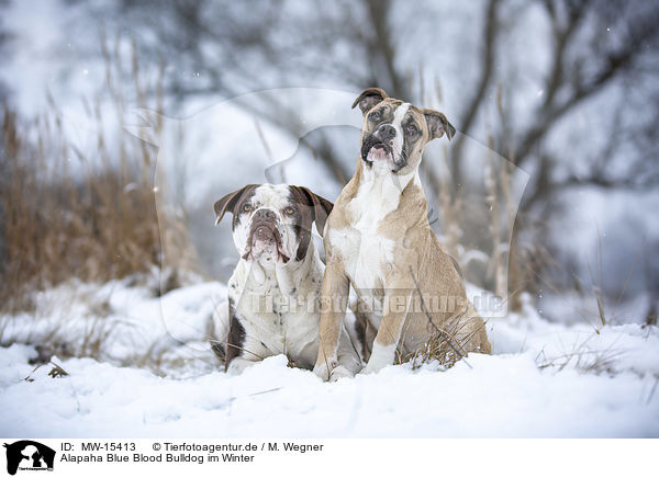 Alapaha Blue Blood Bulldog im Winter / MW-15413