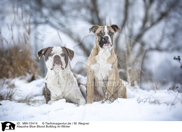 Alapaha Blue Blood Bulldog im Winter / MW-15414