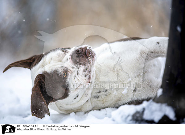 Alapaha Blue Blood Bulldog im Winter / MW-15415