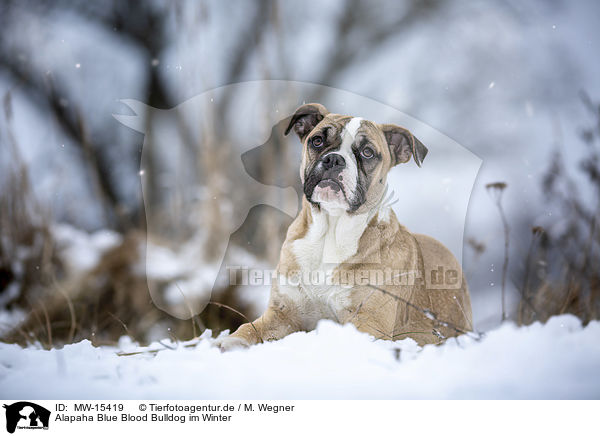 Alapaha Blue Blood Bulldog im Winter / MW-15419