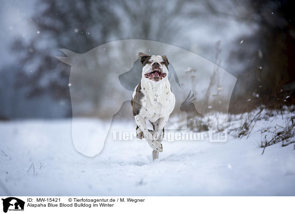 Alapaha Blue Blood Bulldog im Winter / MW-15421