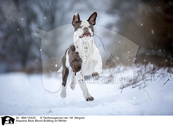 Alapaha Blue Blood Bulldog im Winter / MW-15425