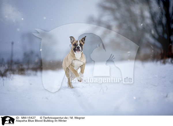 Alapaha Blue Blood Bulldog im Winter / MW-15427