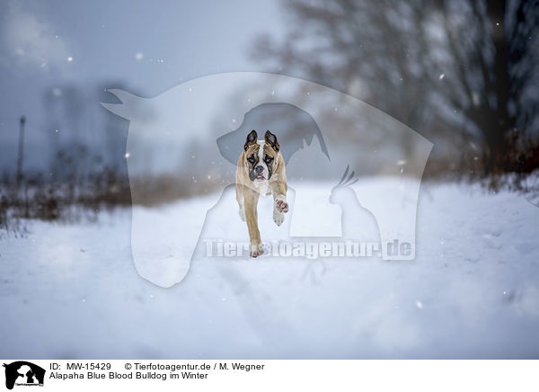 Alapaha Blue Blood Bulldog im Winter / MW-15429