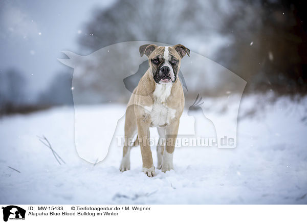 Alapaha Blue Blood Bulldog im Winter / MW-15433