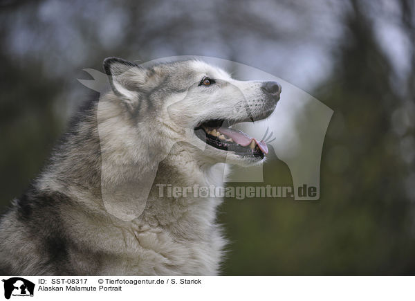 Alaskan Malamute Portrait / Alaskan Malamute Portrait / SST-08317