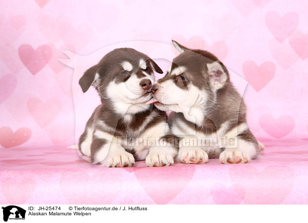 Alaskan Malamute Welpen / Alaskan Malamute Puppies / JH-25474