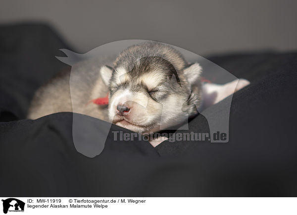 liegender Alaskan Malamute Welpe / lying alaskan malamute puppy / MW-11919
