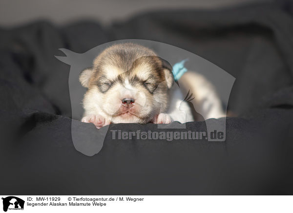 liegender Alaskan Malamute Welpe / lying alaskan malamute puppy / MW-11929