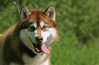 Alaskan Malamute Portrait