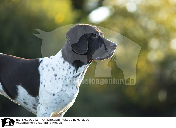 Altdnischer Vorstehhund Portrait / Old Danish Pointer Portrait / EHO-02032
