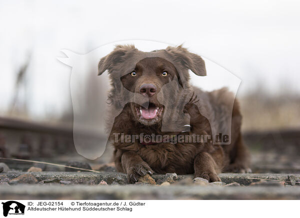 Altdeutscher Htehund Sddeutscher Schlag / Old German Herding Shepherd southern kind / JEG-02154
