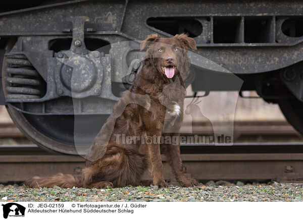 Altdeutscher Htehund Sddeutscher Schlag / Old German Herding Shepherd southern kind / JEG-02159