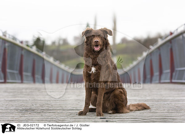 Altdeutscher Htehund Sddeutscher Schlag / Old German Herding Shepherd southern kind / JEG-02172