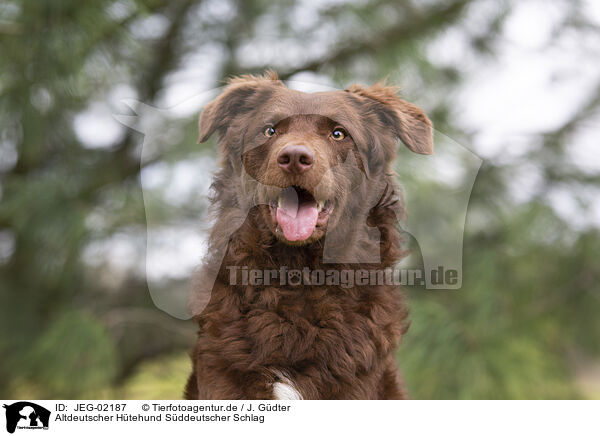 Altdeutscher Htehund Sddeutscher Schlag / JEG-02187