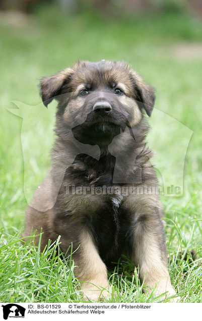 Altdeutscher Schferhund Welpe / old german sheepdog puppy / BS-01529