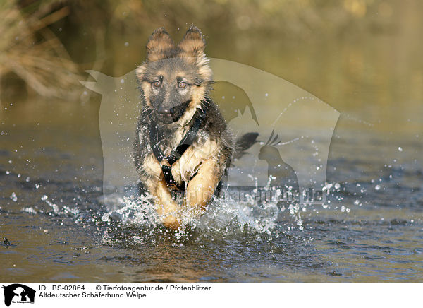 Altdeutscher Schferhund Welpe / Old German Shepherd Puppy / BS-02864