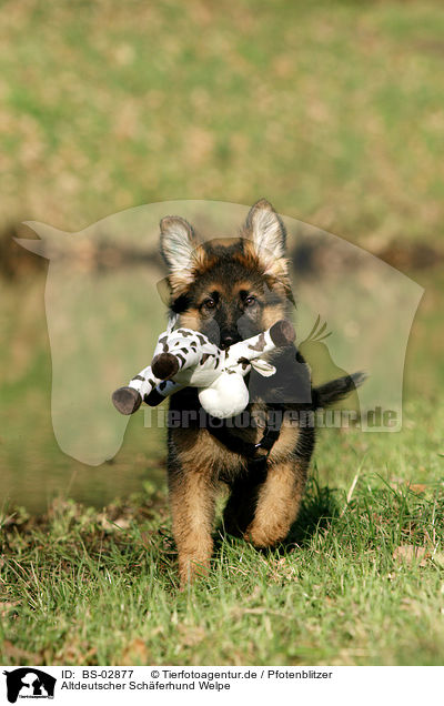 Altdeutscher Schferhund Welpe / Old German Shepherd Puppy / BS-02877