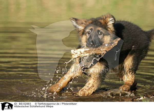 Altdeutscher Schferhund Welpe / Old German Shepherd Puppy / BS-02883