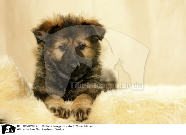 Altdeutscher Schferhund Welpe / Old German Shepherd Puppy / BS-02889