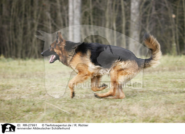 rennender Altdeutscher Schferhund / running Old German Shepherd / RR-27991
