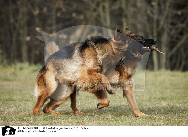 Altdeutsche Schferhunde / Old German Shepherds / RR-28009
