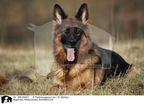 liegender Altdeutscher Schferhund / lying Old German Shepherd / RR-28057