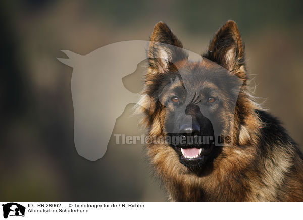 Altdeutscher Schferhund / Old German Shepherd / RR-28062