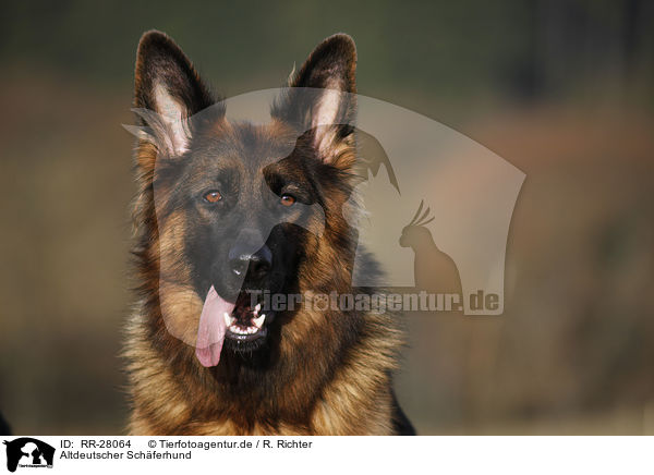 Altdeutscher Schferhund / Old German Shepherd / RR-28064