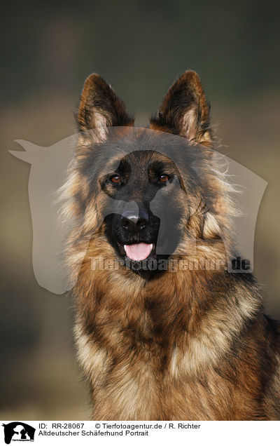 Altdeutscher Schferhund Portrait / Old German Shepherd Portrait / RR-28067