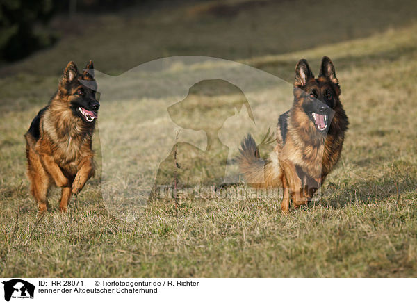 rennender Altdeutscher Schferhund / running Old German Shepherd / RR-28071