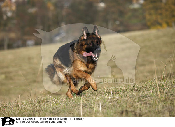 rennender Altdeutscher Schferhund / running Old German Shepherd / RR-28076