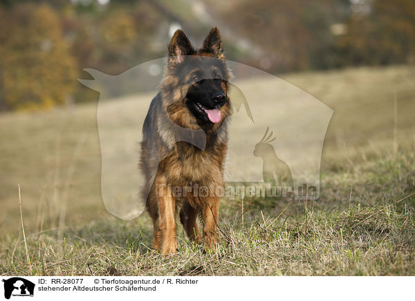 stehender Altdeutscher Schferhund / standing Old German Shepherd / RR-28077
