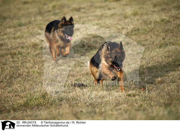 rennender Altdeutscher Schferhund / running Old German Shepherd / RR-28078