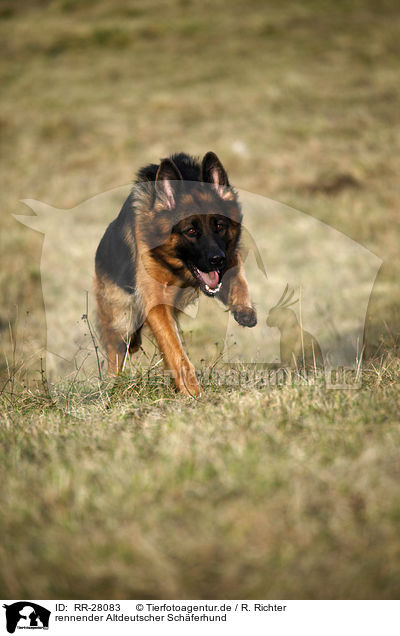 rennender Altdeutscher Schferhund / running Old German Shepherd / RR-28083